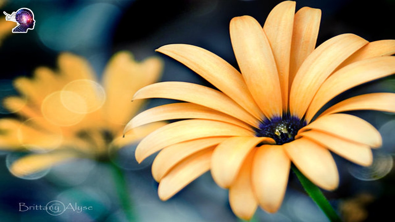 Güzel Çiçekler (Müzikli) - İçiniz Ferahlasın