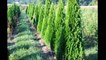 Bucks County Grower of Emerald Green Arborvitae and other Plants for Screening