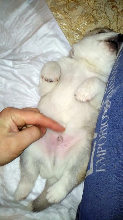 patting a little puppy husky