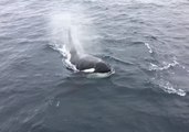 Breaching Killer Whales Delight Whale-Watching Tour in California
