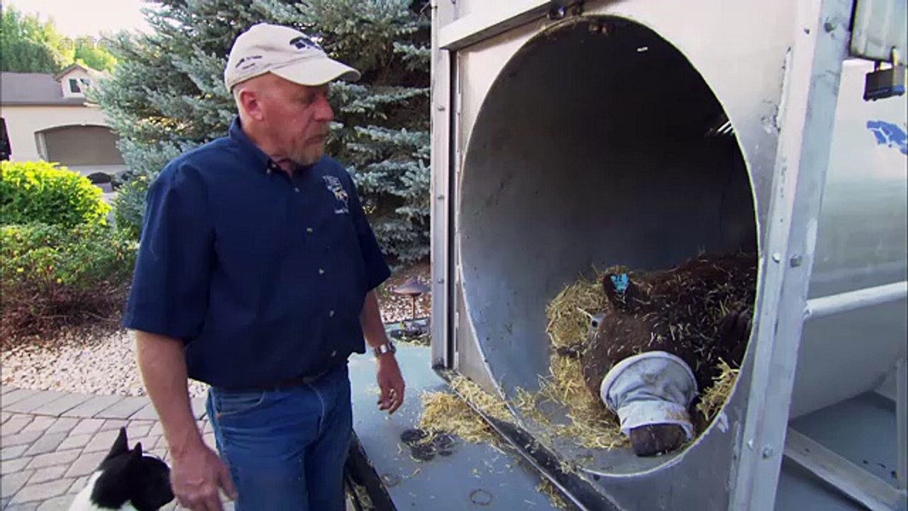 Die Bärenhunde von Nevada