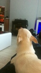 Chihuahua Loves to Sing