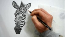 Pencil sketch 연필드로잉 - 얼룩말그리기 / Drawing animals