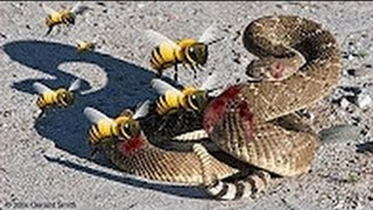 Stupid Snake vs Bees vs Ants