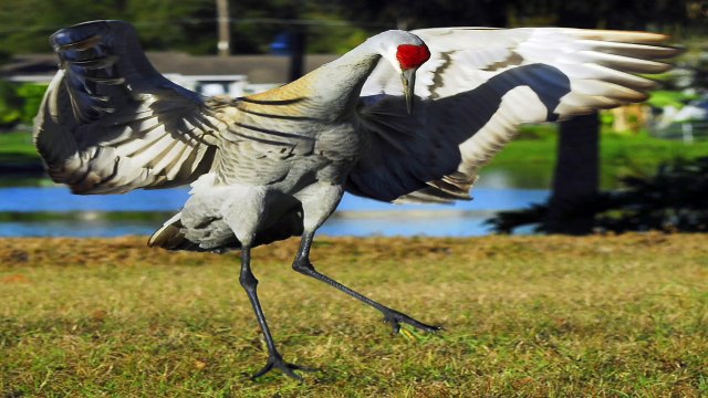Fósiles en presa de San Renovato.