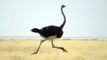 Bird Voices for Kids / Ostrich Sounds Effects