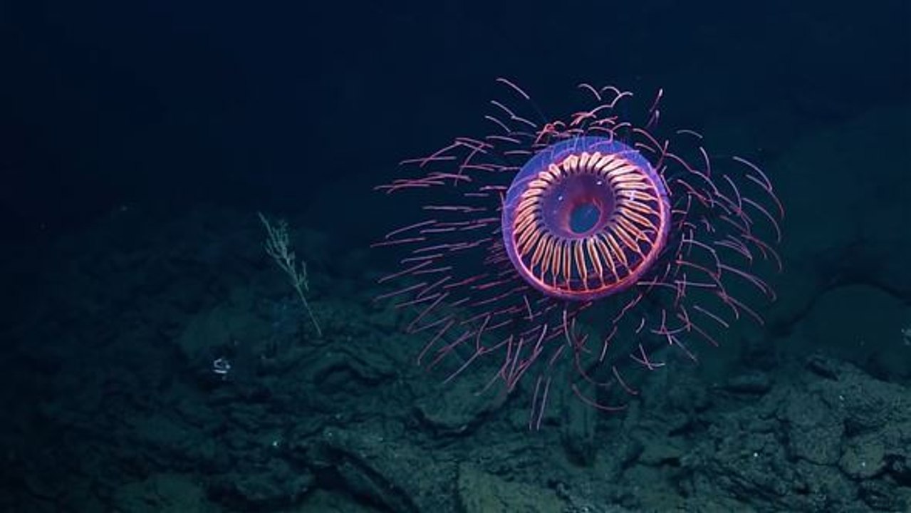 Feuerwerks-qualle: explodierende farben in der tiefsee