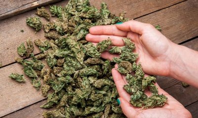 Polisi Gagalkan Penyelundupan Ganja Seberat 1,3 Ton