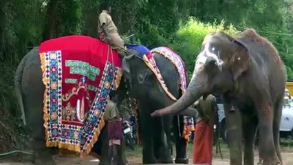 தேக்கம்பட்டியில் இன்று முதல் யானைகள் புத்துணர்ச்சி முகாம்-வீடியோ