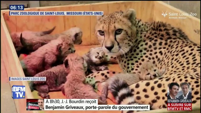 Naissance de huit bébés guépards dans un zoo, une première