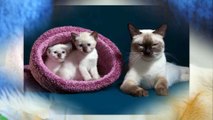 Siamese Cats - They are nobiliary cats.