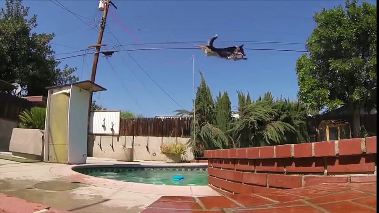 On croirait que le chien s’apprête à uriner sur son maître, mais ce n'est pas ce qui se passe