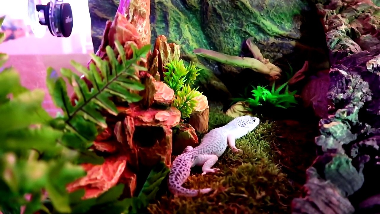 PRÓS E CONTRAS DE TER UM GECKO ( LEOPARD GECKO )