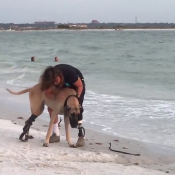 Ce chien et sa maitresse ont tout les 2 perdu quelque chose mais le vivent très bien... Regardez un peu