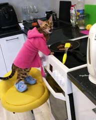 Un chat déguisé se sert directement dans la casserole