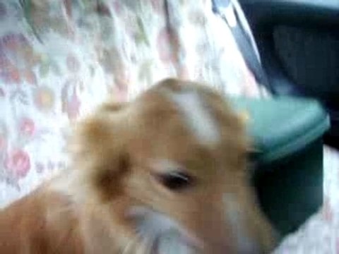 Console+vidéos chiens agility+ chiens 014