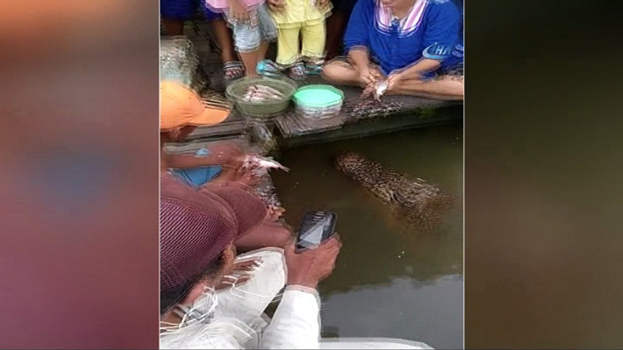 Timsahla Şaşırtan Dostluk