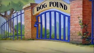 Tom And Jerry English Episodes - Puttin’ on