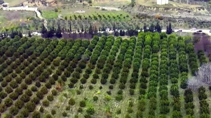 Taksi şoförünün bıçaklanarak öldürülmesi - Zanlının kaçtığı bahçeler - ADANA