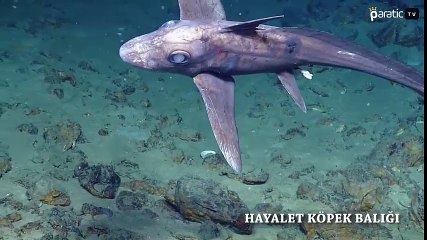 Birbirinden Korkunç Köpek Balıklarının Tüyler Ürperten Görüntüleri - paratic.com