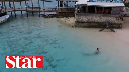 Yüzen çocuğu yemek için toplanan köpek balıkları!;