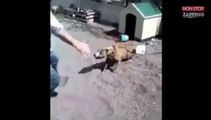 Un homme provoque un pitbull attaché lorsque sa laisse lâche soudainement (Vidéo)