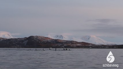 Orcas in Norway