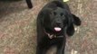 Rescue Puppy Born With 'Swimmer' Syndrome Learns to Walk