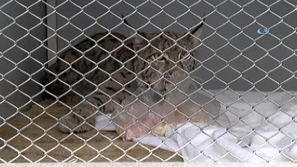 Yaralı Bulunan Vaşak Tedavisinin Ardından Özgürlüğüne Kavuştu