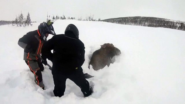 Au Canada, cet élan bloqué dans la neige a été sauvé par deux promeneurs
