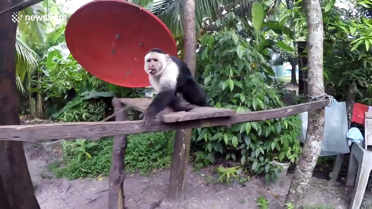Monkey jumps at tourist's camera