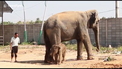 First baby elephant born in Thailand in 2018