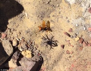Rabid hornet and massive huntsman spider in deathmatch