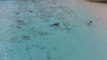 Ce gamin échappe de peu à 4 requins alors qu'il se baigne sur une plage des Bahamas