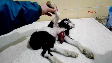 Adana Oğlak Kalbi Dışarıda Dünyaya Geldi