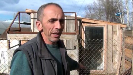 Köpeklerini Bulana 1000 TL, Hırsızı Bulana Araba!