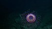 Une espèce de méduse rarissime filmée pour la toute première fois