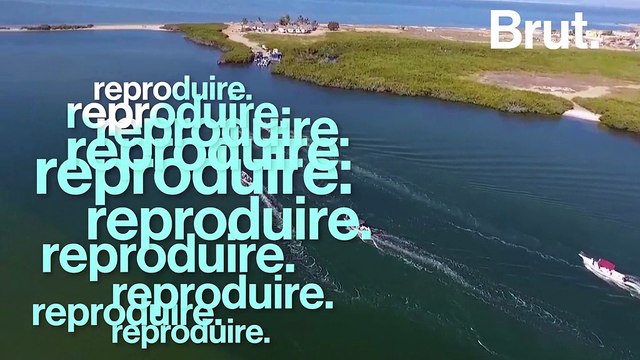 Chaque année, les baleines grises effectuent la plus longue migration de mammifères au monde