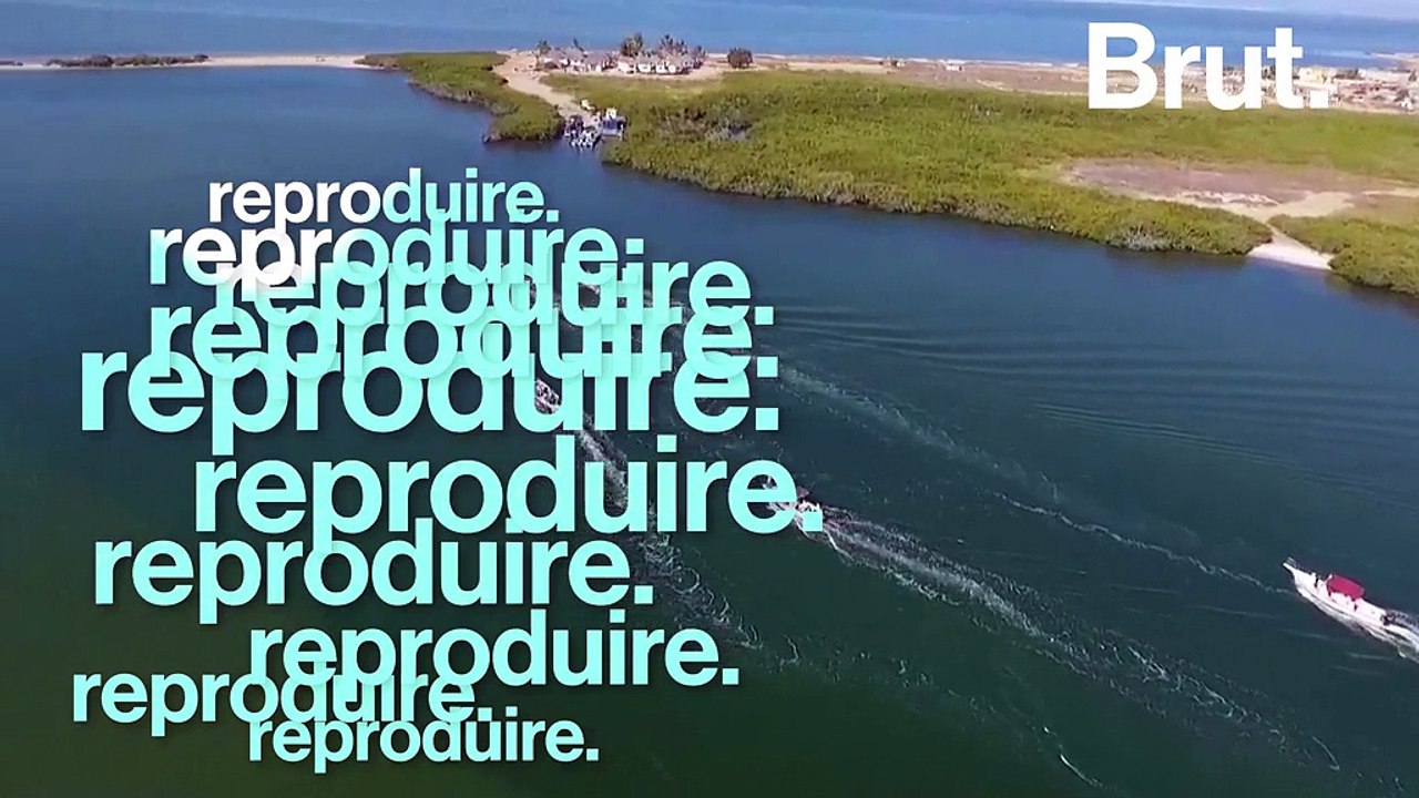 Chaque année, les baleines grises effectuent la plus longue migration de mammifères au monde