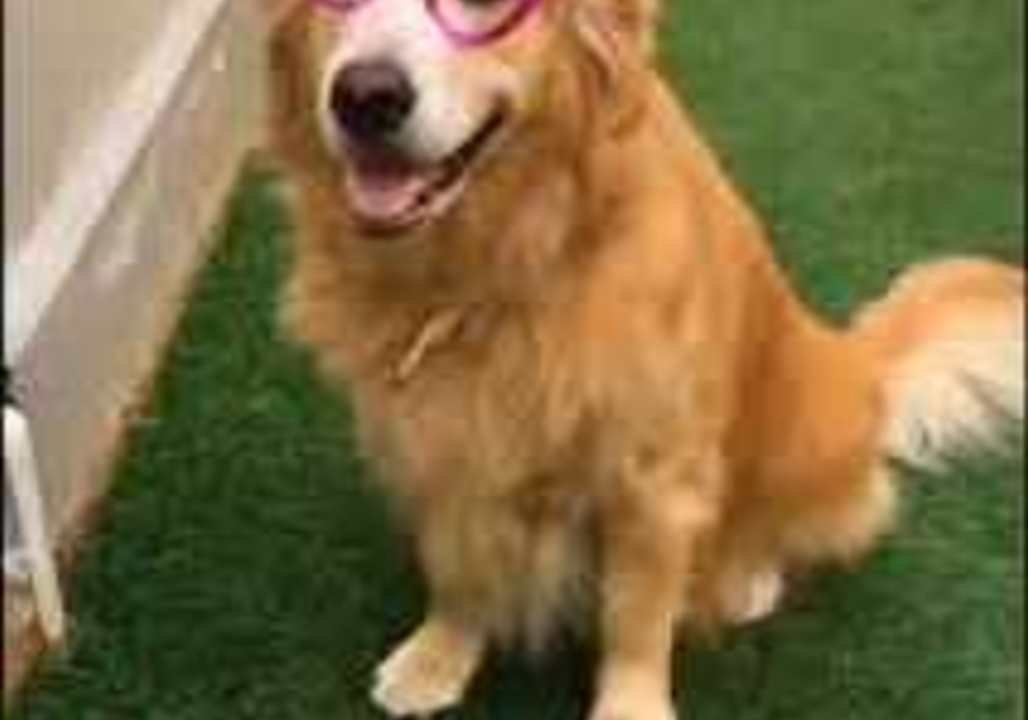 Adorable Pooch Says Goodbye to 2017 and Hello to 2018