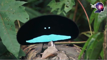 Kuşlardaki Muhteşem Renkler - Mini Belgesel