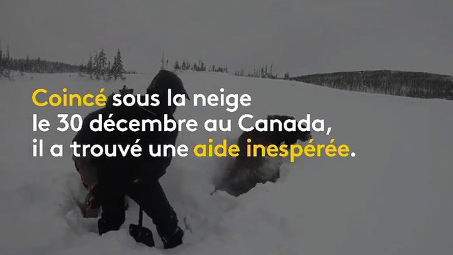 Canada : enseveli sous la neige, un élan est sauvé par des promeneurs
