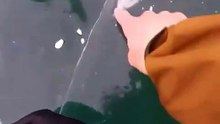 Ce poisson s'est congelé sous la glace au pire moment !