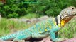 All Lizard Species (A to Z) - Geckos, Monitors, Anoles, Iguanas And Chameleons