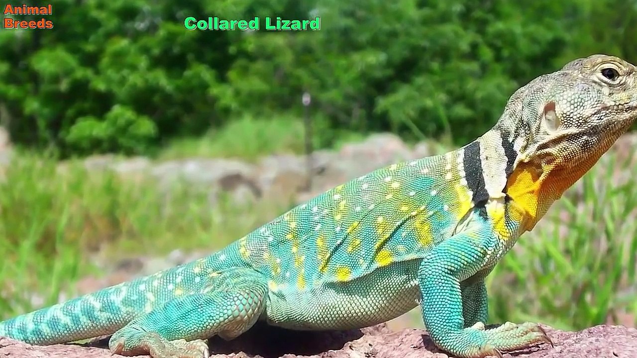 All Lizard Species (A to Z) - Geckos, Monitors, Anoles, Iguanas And Chameleons