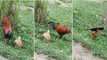 Galinha finge-se de morta para não ter que levar com o galo tarado lá da zona