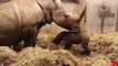 White Rhino Birth Livestreamed by Copenhagen Zoo