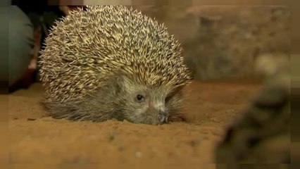 Dieta para erizos con sobrepeso navideño