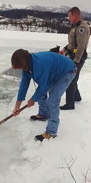 Sauvetage d'un élan pris dans la banquise à coup de tronçonneuses au Canada !!