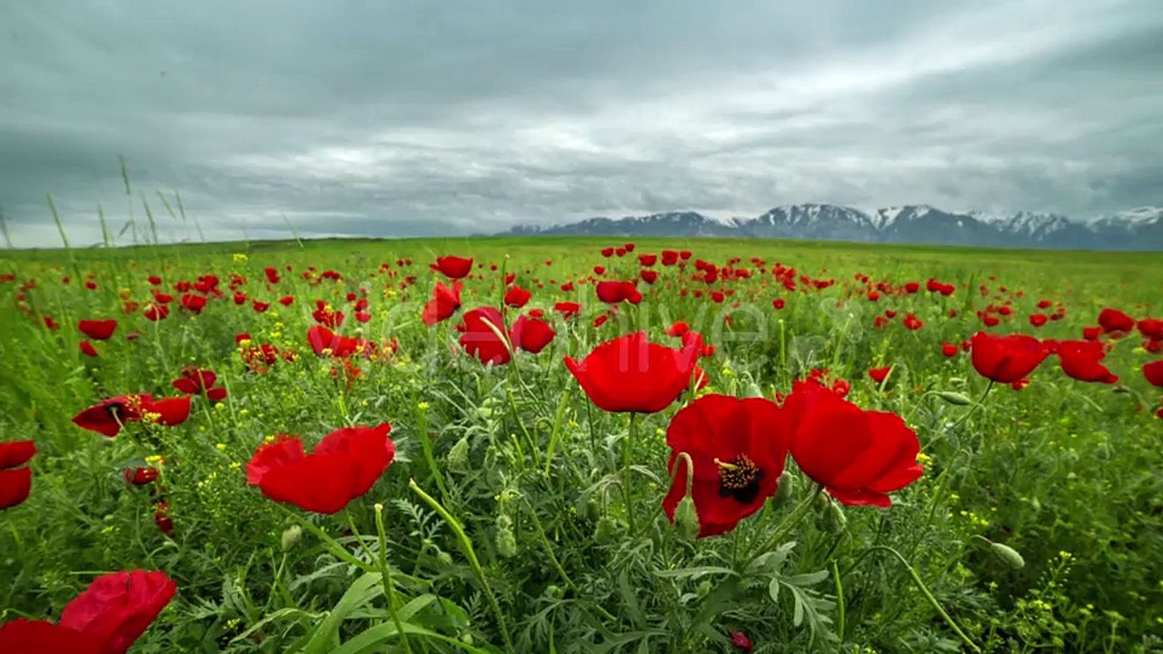 Beautiful Blossom Red Poppies Flower Landscape, Windy And Cloudy Weather In Kazakhstan - by Timelapse4K